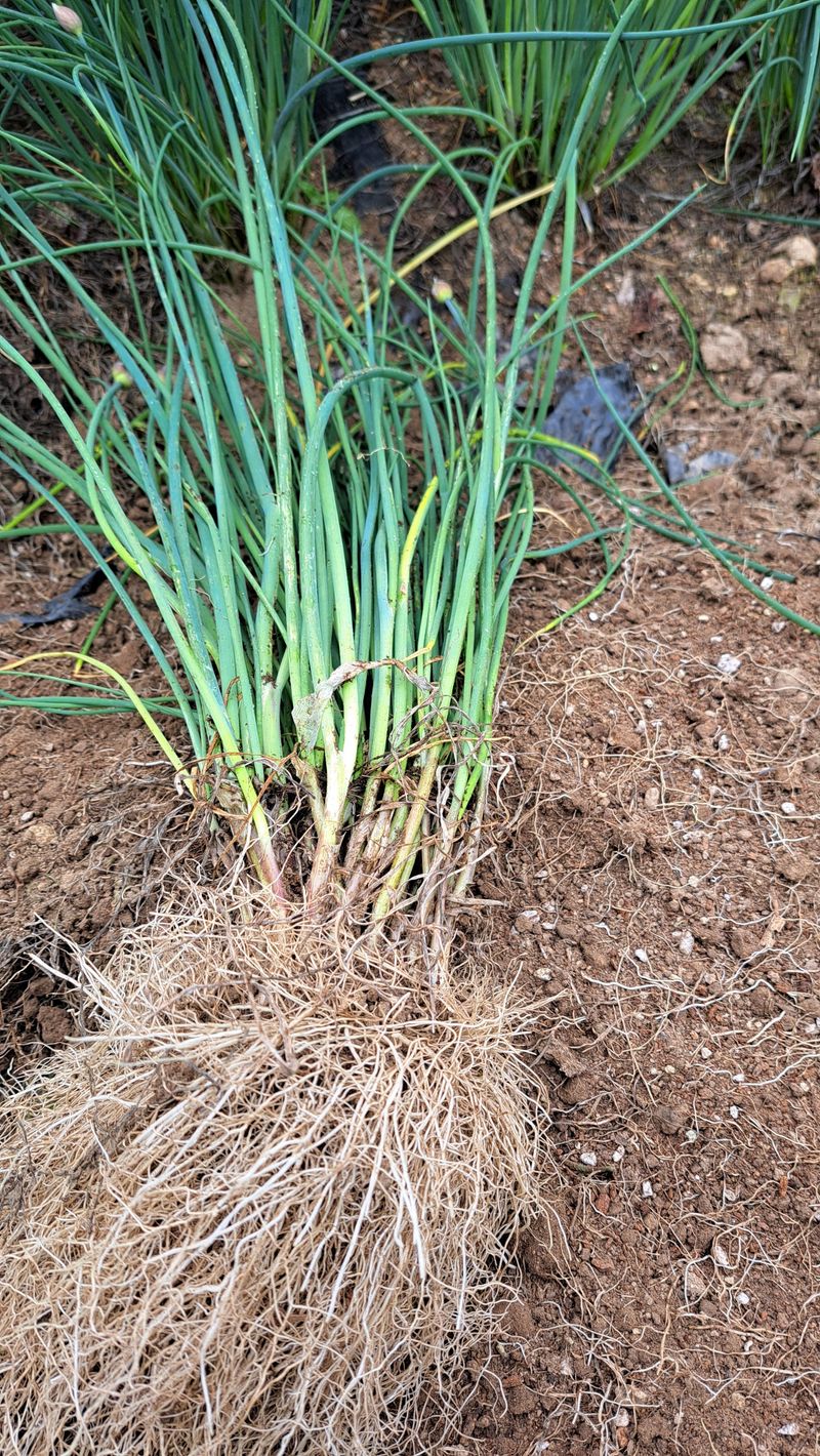 장터 상품 [차이브 모종 판매합니다 ] 썸네일