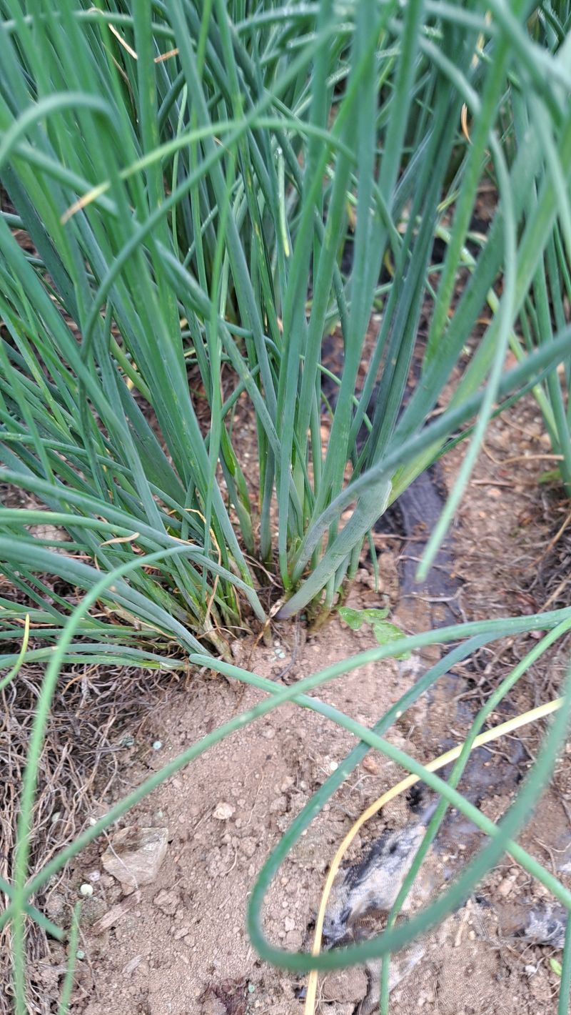 손동원님의 장터 판매 상품 [차이브 모종 판매합니다 ] 첨부 사진