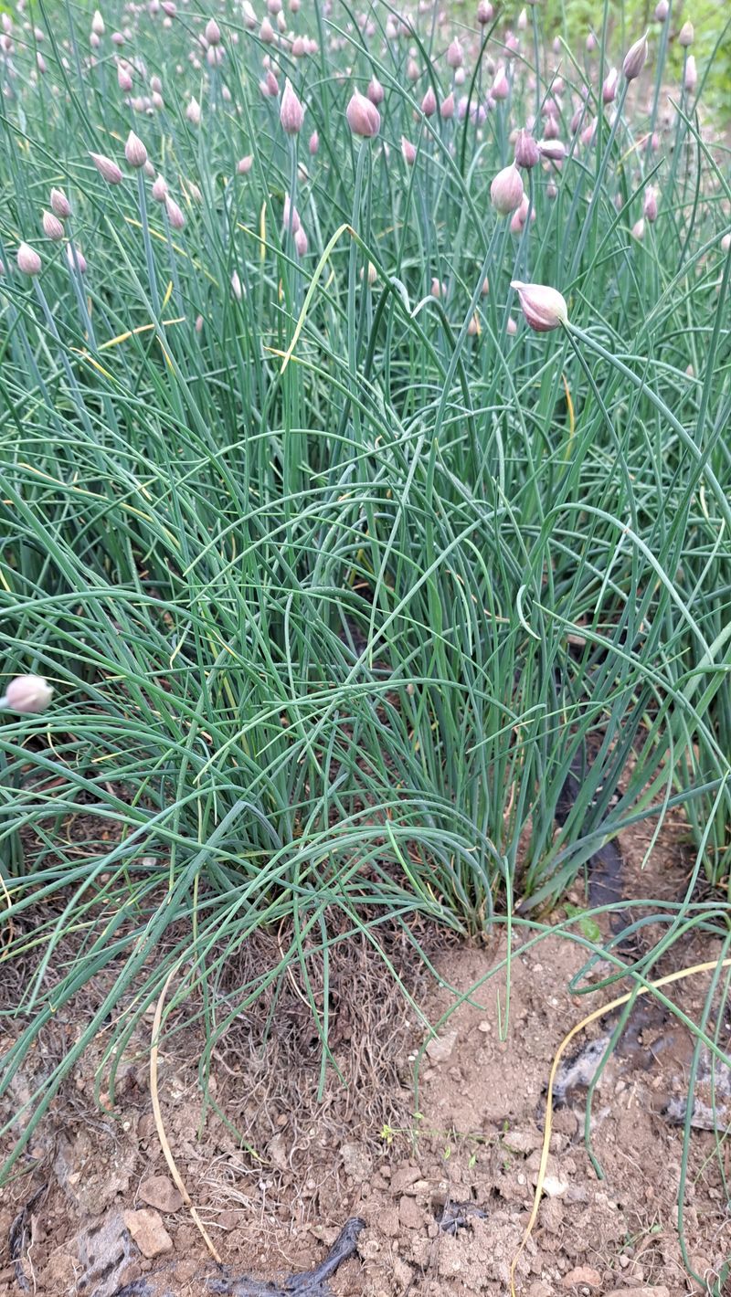 손동원님의 장터 판매 상품 [차이브 모종 판매합니다 ] 첨부 사진