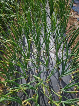 김용규님의 양파 · 병해충상담 작성글 사진