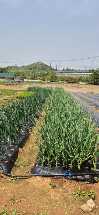 친정집같은언니님의 그곳에서 농사하게 된 계기는? · 참여글 작성글 사진