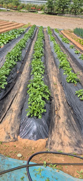 친정집같은언니님의 그곳에서 농사하게 된 계기는? · 참여글 작성글 사진