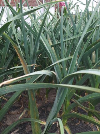 배추16219님의 들깨 · 병해충상담 작성글 사진