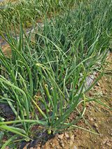 팜모닝 양파·병해충상담 게시글 이미지