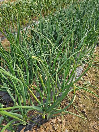 울산 이해수님의 양파 · 병해충상담 작성글 사진