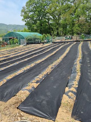 고추&고구마7326님의 자유주제 · 자유게시판 작성글 사진