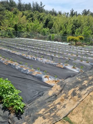 고추&고구마7326님의 자유주제 · 자유게시판 작성글 사진