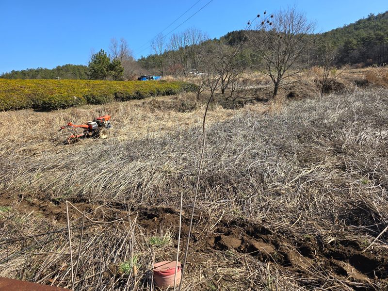 보성녹차 님의 장터 판매 상품 [돼지감자 차] 첨부 사진
