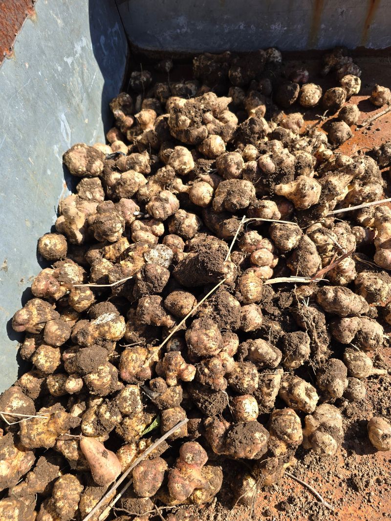 보성녹차 님의 장터 판매 상품 [돼지감자 차] 첨부 사진