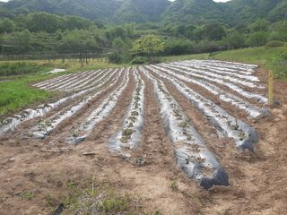이명숙님의 고구마 · 영농일지 작성글 사진