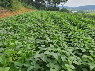 징금다리님의 그곳에서 농사하게 된 계기는? · 참여글 작성글 사진