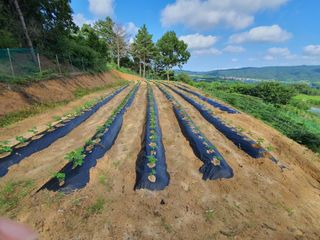 징금다리님의 그곳에서 농사하게 된 계기는? · 참여글 작성글 사진
