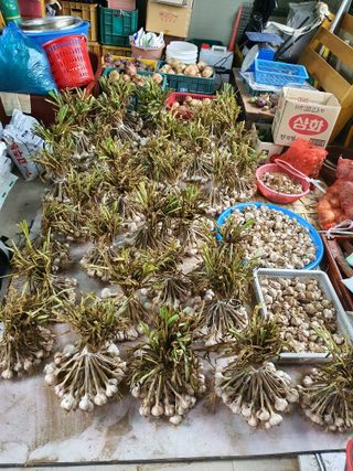 징금다리님의 그곳에서 농사하게 된 계기는? · 참여글 작성글 사진