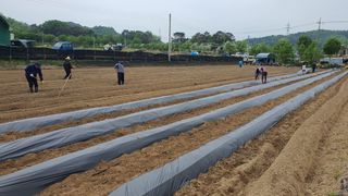 태풍한가름님의 고추 · 영농일지 작성글 사진