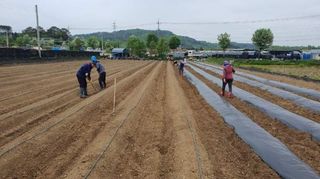 태풍한가름님의 고추 · 영농일지 작성글 사진