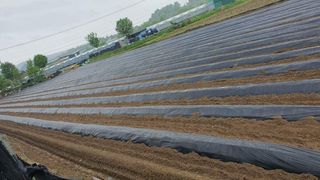 태풍한가름님의 고추 · 영농일지 작성글 사진