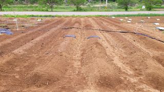 평창 배우는 농부님의 고추 · 영농일지 작성글 사진