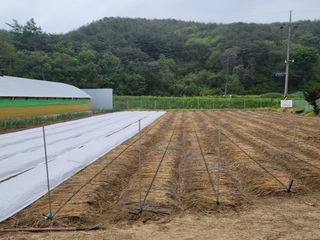 지례댁님의 기타작물 · 영농일지 작성글 사진
