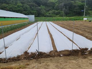 지례댁님의 기타작물 · 영농일지 작성글 사진