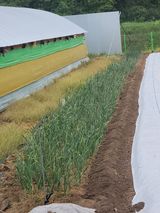 팜모닝 마늘·영농일지 게시글 이미지