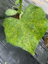 팜모닝 자유주제·자유게시판 게시글 이미지