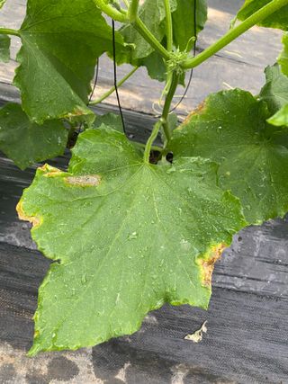 김명산님의 자유주제 · 자유게시판 작성글 사진