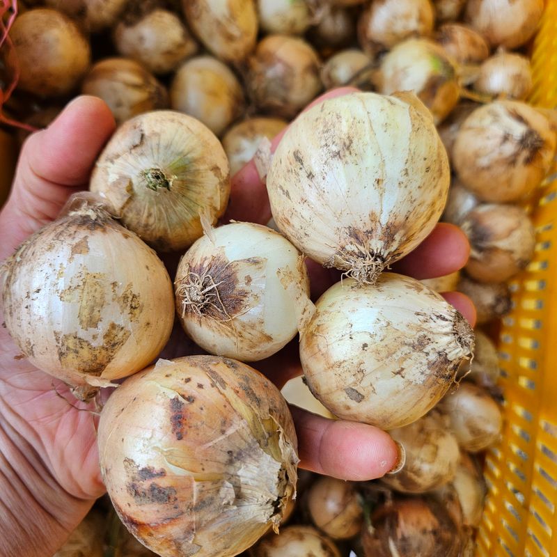 장터 상품 [못난이 미니양파(제주햇양파)5kg] 썸네일