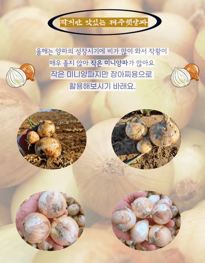 제주대정 방점순님의 장터 판매 상품 [못난이 미니양파(제주햇양파)5kg] 첨부 사진