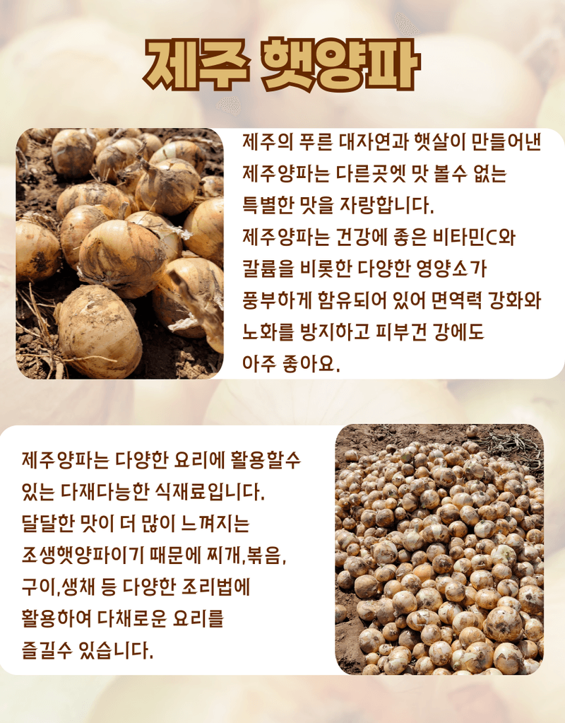 제주대정 방점순님의 장터 판매 상품 [못난이 미니양파(제주햇양파)5kg] 첨부 사진