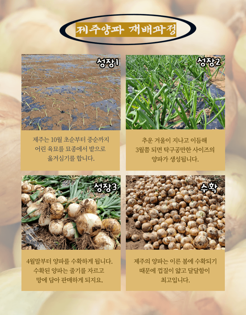 제주대정 방점순님의 장터 판매 상품 [못난이 미니양파(제주햇양파)5kg] 첨부 사진