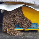 팜모닝 그곳에서 농사하게 된 계기는?·참여글 게시글 이미지