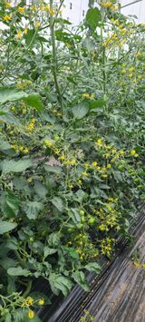 팜모닝 자유주제·자유게시판 게시글 이미지