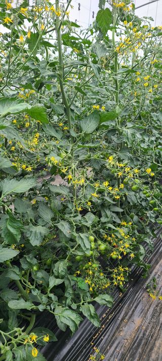 정오농장님의 자유주제 · 자유게시판 작성글 사진