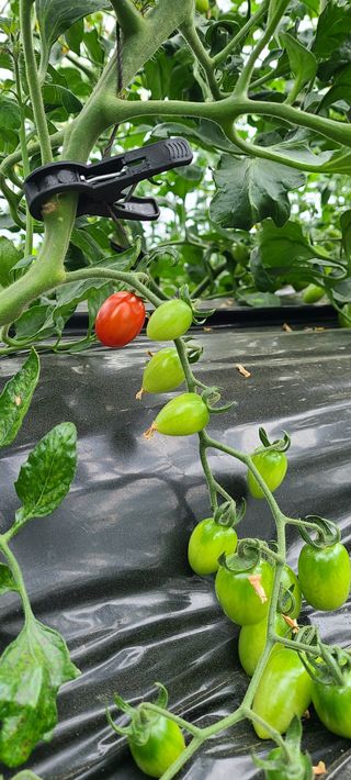 정오농장님의 자유주제 · 자유게시판 작성글 사진