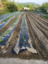 팜모닝 고구마·영농일지 게시글 이미지