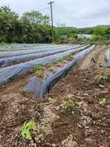 팜모닝 토마토·영농일지 게시글 이미지