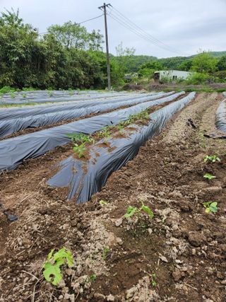시골할배님의 토마토 · 영농일지 작성글 사진