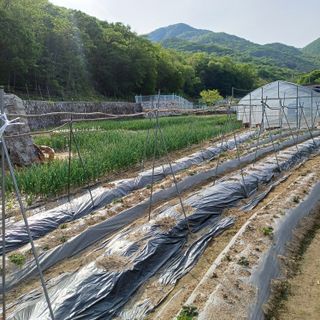 삼성농산님의 자유주제 · 자유게시판 작성글 사진