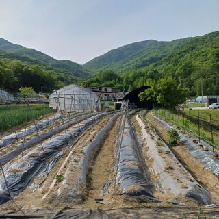 삼성농산님의 자유주제 · 자유게시판 작성글 사진