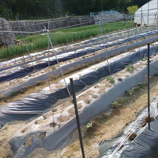 삼성농산님의 자유주제 · 자유게시판 작성글 사진