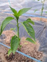 팜모닝 고추·병해충상담 게시글 이미지