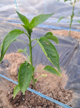 문현자 님의 고추 · 병해충상담 작성글 사진