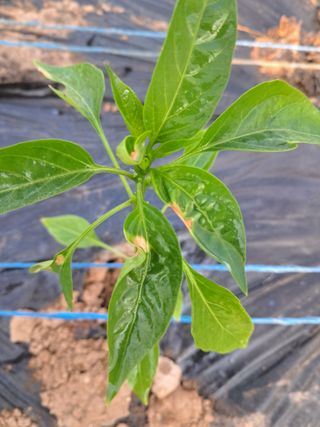 문현자 님의 고추 · 병해충상담 작성글 사진