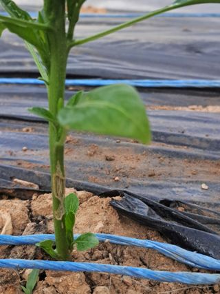 문현자 님의 고추 · 병해충상담 작성글 사진