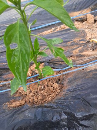 문현자 님의 고추 · 병해충상담 작성글 사진