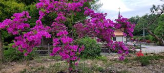 이미경님의 자유주제 · 자유게시판 작성글 사진