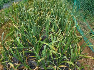 이재순님의 농사, 무엇이든 물어보세요! · 참여글 작성글 사진