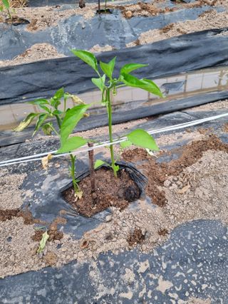 김호영님의 고추 · 병해충상담 작성글 사진