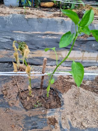 김호영님의 고추 · 병해충상담 작성글 사진