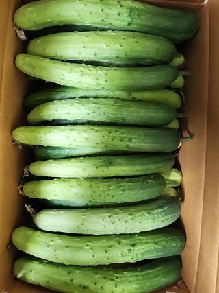 쉐어팜 무농약님의 작성글 사진